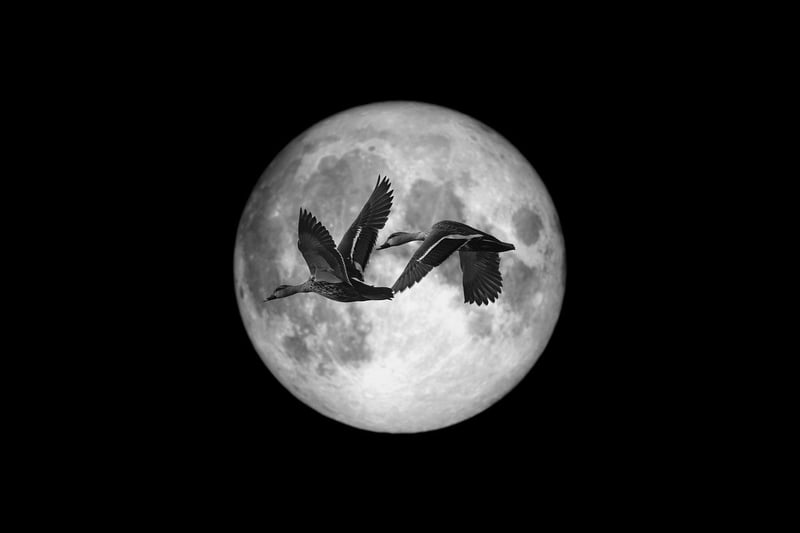 Moonlit Exchanges
